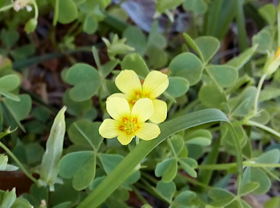 [Two five-petal yellow blooms are all yellow except for a red-orange ringing the yellow center stamen. Surrounding it are many three-petal clover-shaped leaves with one long wide blade of grass under the edge of one petal.]